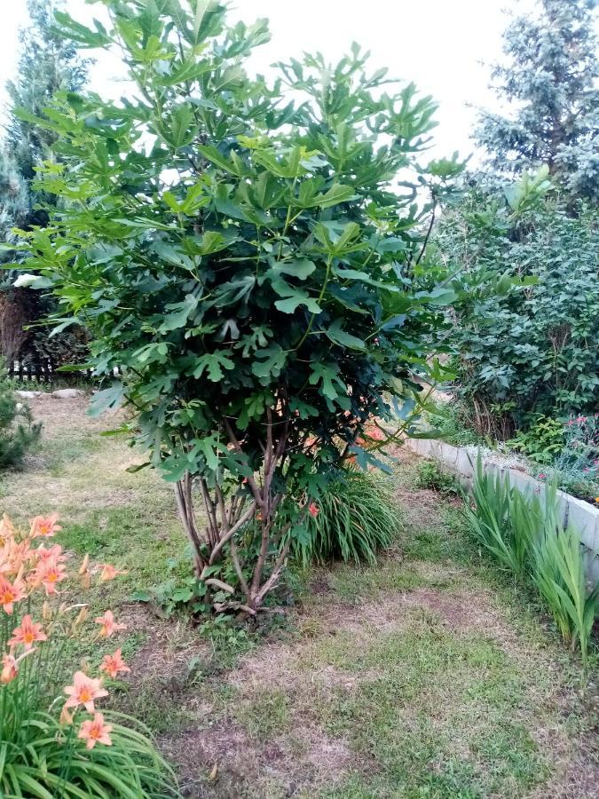 Guesthouse Smiljanic Slavkovica 외부 사진